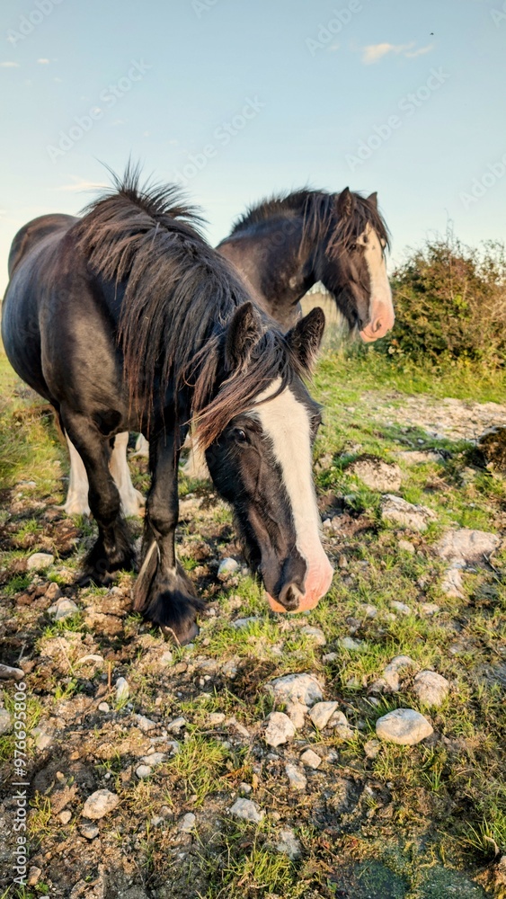 Beautiful black white horses on the lakeside field at sunset, wildlife and animals, nature background, Ireland