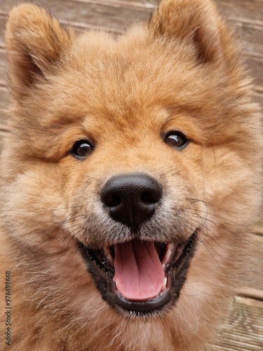close up of a puppy