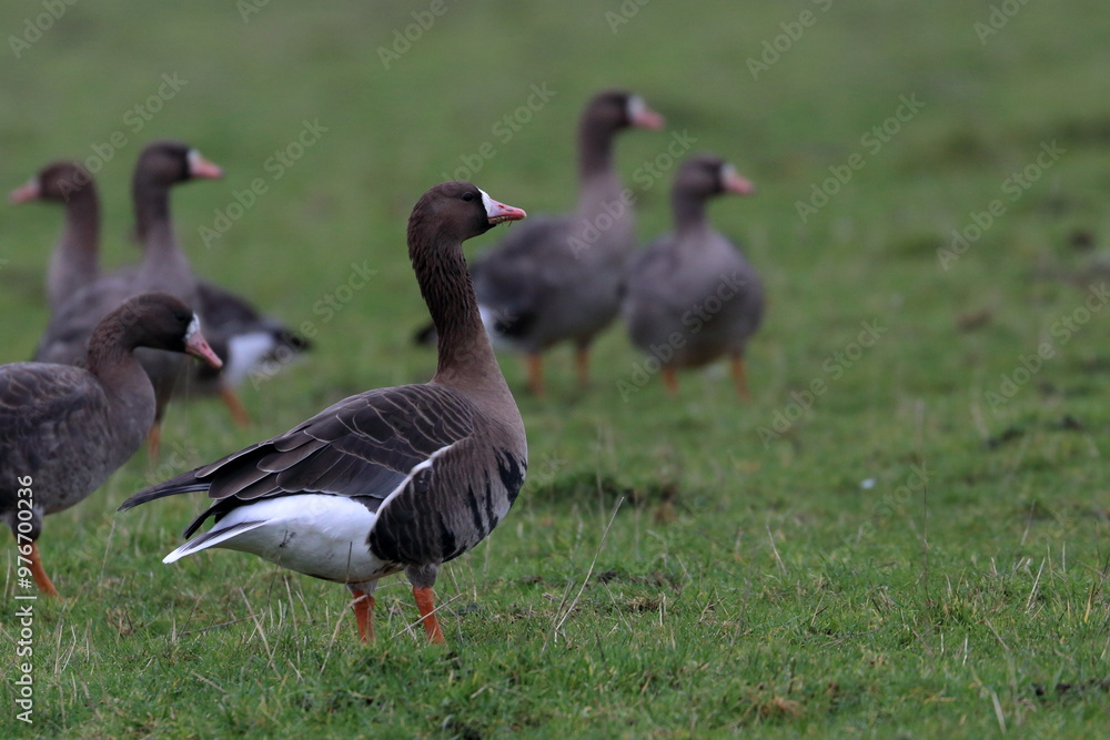 Fototapeta premium goose