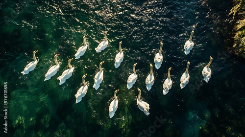 Fototapeta Naklejka Na Ścianę i Meble -  Aerial perspective of a group of swans on water, showcasing their synchronized patterns and natural beauty from above.