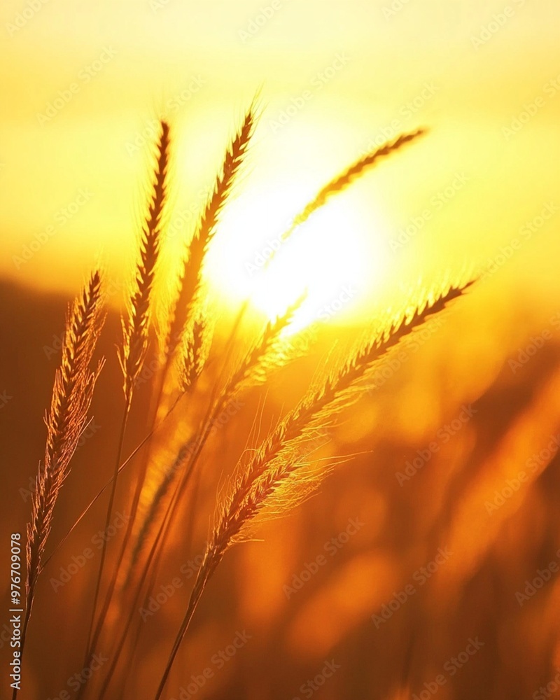 Silhouetted wheat stalks against a fiery sunset, capturing the beauty of nature's golden hour. Silhouetted wheat stalks against a fiery sunset, capturing the beauty of nature's golden hour.