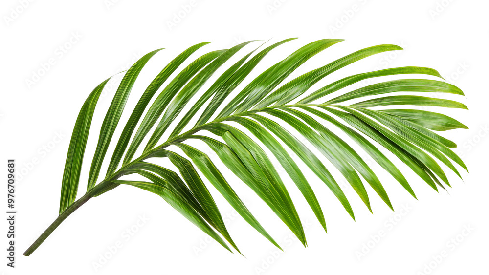 Palm tree frond isolated on transparent background, PNG file Palm tree frond isolated on transparent background, PNG file