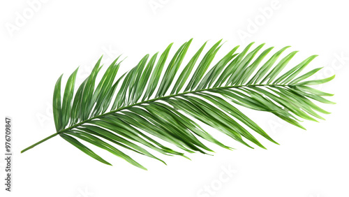 Palm tree frond isolated on transparent background, PNG file