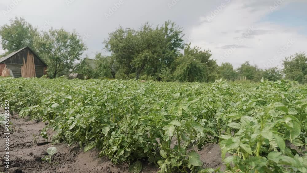 Potato plants. Green potato bushes are planted in rows in a farmer's field. Growing potatoes, harvesting. agriculture, summer Potato plants. Green potato bushes are planted in rows in a farmer's field. Growing potatoes, harvesting. agriculture, summer
