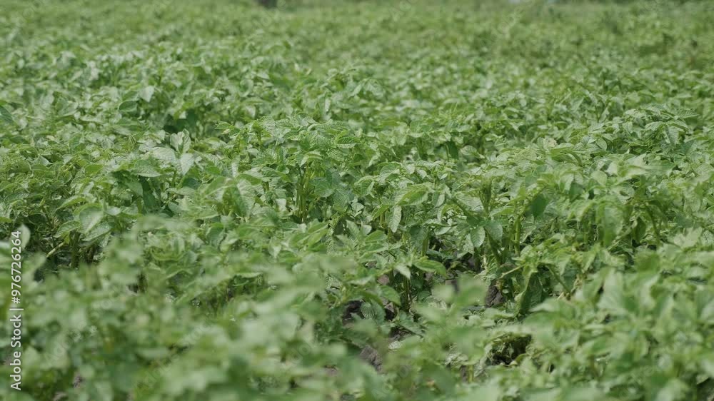 close up. Potato plants. Green potato bushes planted in rows in a farmer's field. Potato growing, harvest. agriculture, summer close up. Potato plants. Green potato bushes planted in rows in a farmer's field. Potato growing, harvest. agriculture, summer