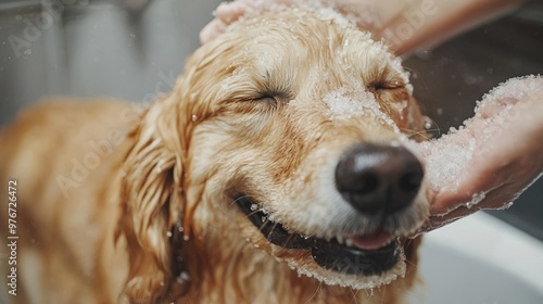 Golden Retriever Dog Being Washed in Bath Tub