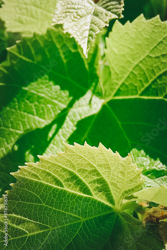 Grape leaf epidermis texture, close-up, selective focus. Vertical photo. photo