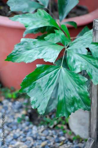 Caryota urens, Palmae or ARECACEAE or Caryota mitis Lour or Fishtail Palm or Wart Fishtail Palm photo