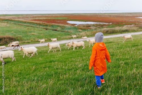 Kid walk have fun with many grazing sheep herd scene dyke green field pasture meadow grassland at North Sea coast East Friesland Lower Saxony Germany. Scenic german rural countryside landscape view photo