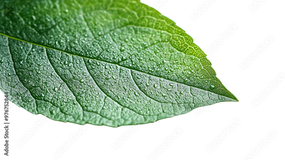 green leaf with drops on white background green leaf with drops on white background