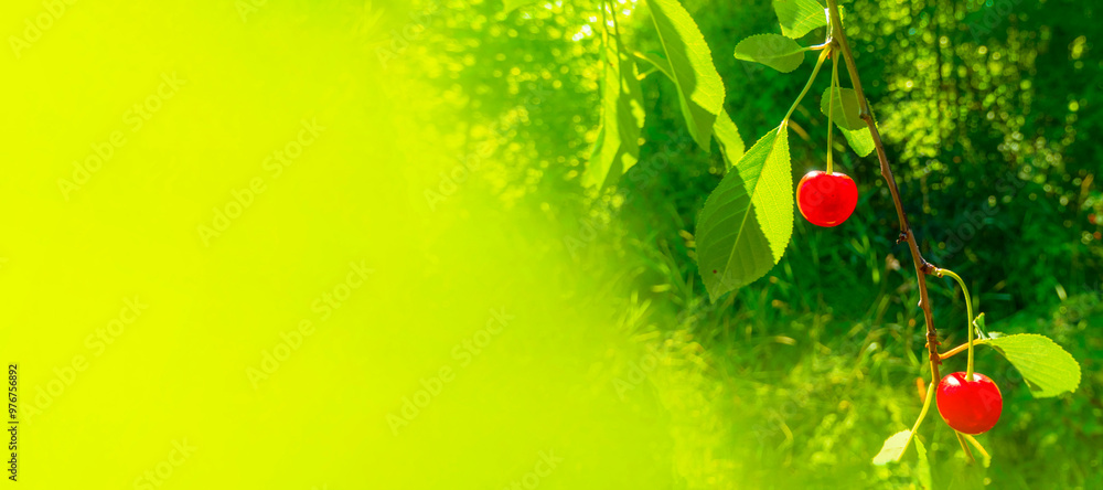 Closeup of Nature view of green leaves and cherry on blurred greenery background in forest. Leave space for letters, Focus on leaf and shallow depth of field. High quality photo
