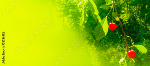 Obraz na płótnie Closeup of Nature view of green leaves and cherry on blurred greenery background in forest. Leave space for letters, Focus on leaf and shallow depth of field. High quality photo w salonie