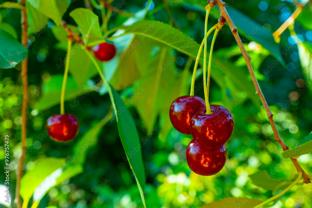 Red and sweet cherries on a branch just before harvest in early summer. High quality photo