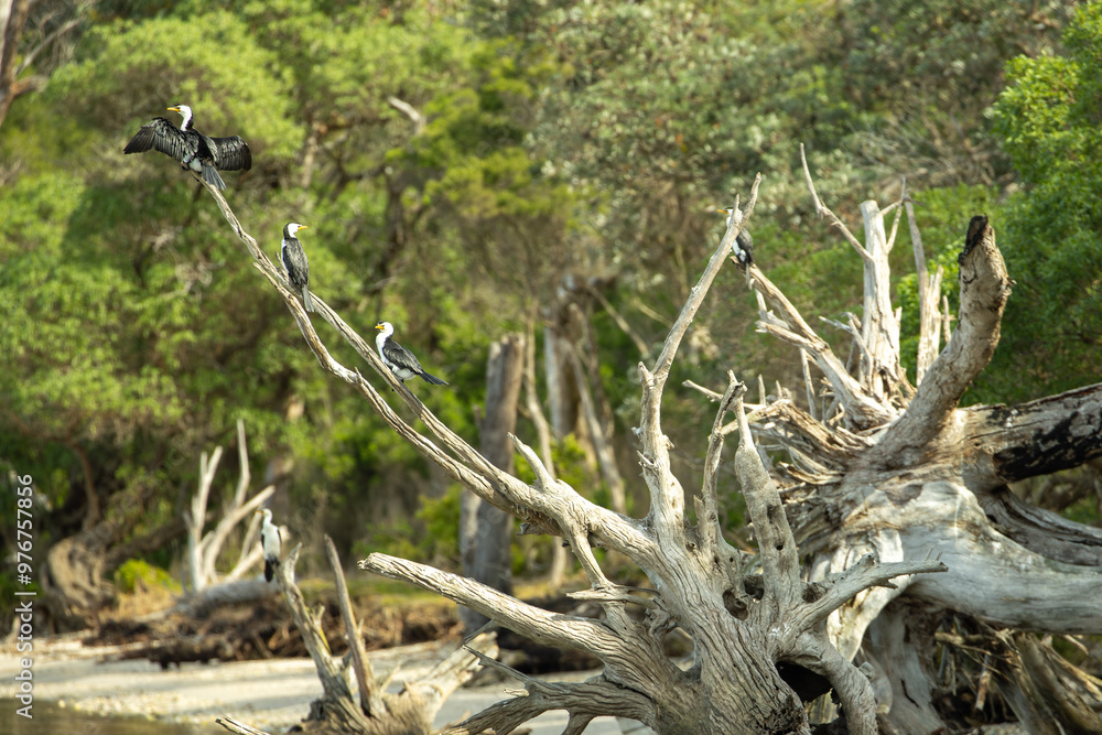 A group of Little Pied Australian Cormorants, little shags or kawaupakes sitting on a tree brach. A group of Little Pied Australian Cormorants, little shags or kawaupakes sitting on a tree brach.
