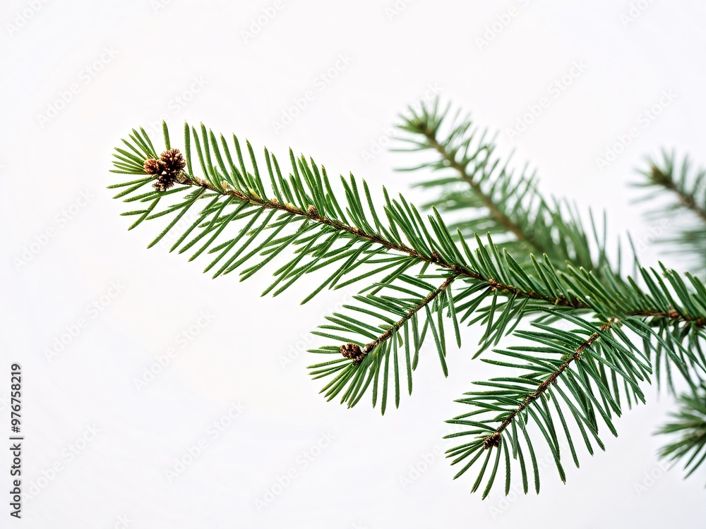 Naklejka premium Evergreen tree branch on a white background