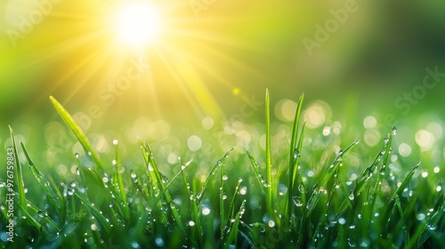 Dew-kissed Grass Glistening in the Early Morning Sunlight With Soft Bokeh Effects