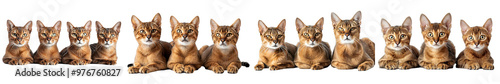 A high-quality image of Abyssinian cats, emphasizing their sleek bodies and ticked coats.