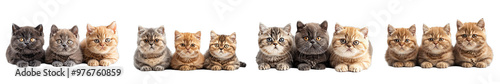 A high-quality image of Exotic Shorthair cats, highlighting their round faces and dense fur.