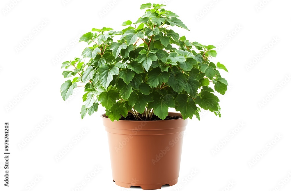 Obraz premium Polyscias Scutellaria-Aralia Fabian plant in pot, isolated on white background. Generative Ai