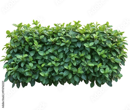 Tropical plant fence bush green shrub tree isolated on white background. Generative Ai