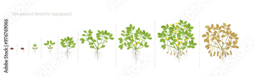 Stages of Growth of a Peanut Plant. Arachis hypogaea botanical studies. The life cycle. Vector illustration.