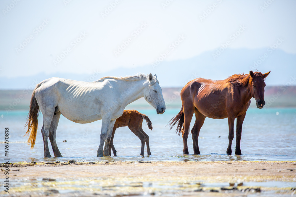 Horses on the lake. Beautiful horses with a foal in the wild, mane fluttering in the wind. Wild nature, beautiful scenery. Horses on the lake. Beautiful horses with a foal in the wild, mane fluttering in the wind. Wild nature, beautiful scenery.