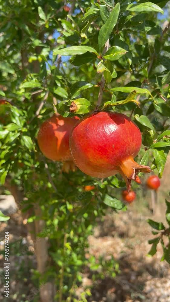 Beautiful pomegranate tree with pomegranates on it Beautiful pomegranate tree with pomegranates on it