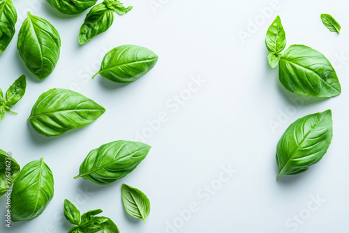 A pattern of basil leaves on a white background, flat lay. Top view with copy space, minimalistic. 