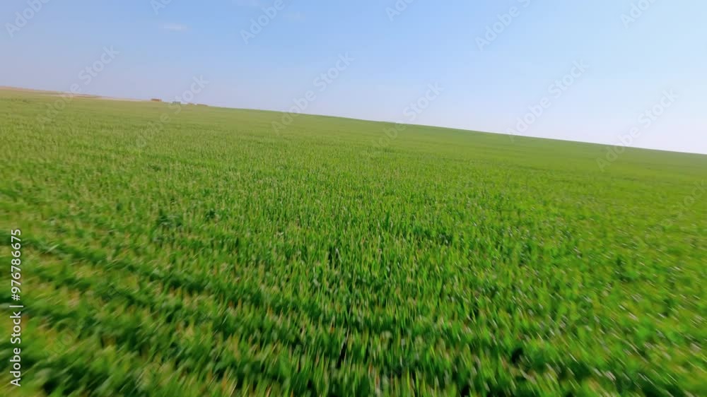 Flying low over the cornfields in the Idaho wilderness. Flying low over the cornfields in the Idaho wilderness.