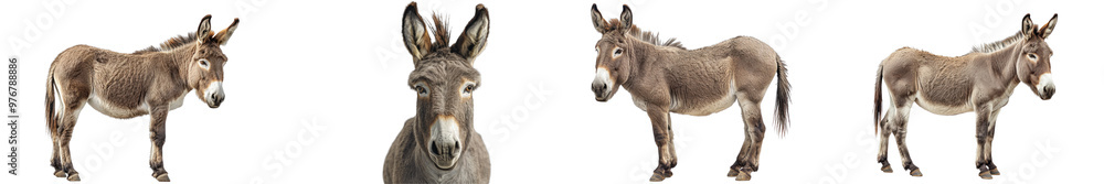 Obraz premium A high-quality image of a donkey, emphasizing its endurance and domestic nature.