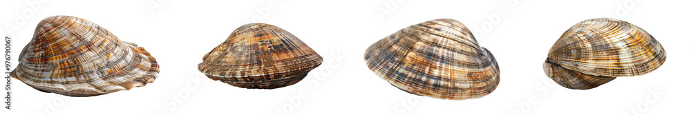 A high-quality image of a clam, emphasizing its shell and aquatic nature. A high-quality image of a clam, emphasizing its shell and aquatic nature.