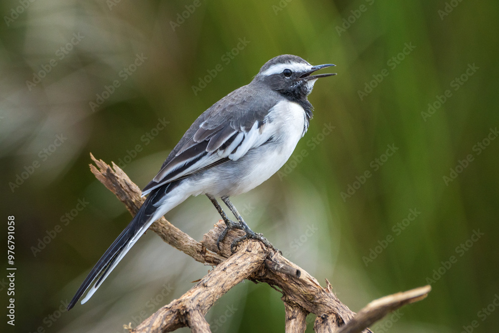 White-browed Wagtail close-up shot with a depth of field background. White-browed Wagtail or large Pied Wagtail (Motacilla maderaspatensis ) White-browed Wagtail close-up shot with a depth of field background. White-browed Wagtail or large Pied Wagtail (Motacilla maderaspatensis )