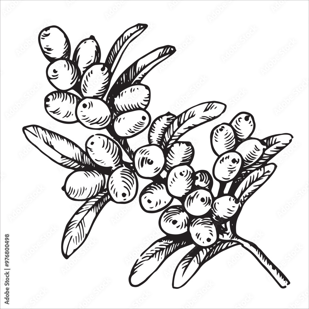 sea buckthorn berries. sketch style illustration sea buckthorn berries. sketch style illustration