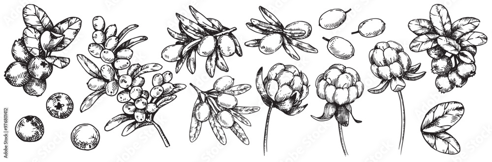 A set of images of sea buckthorn, cranberry and cloudberry leaves and berries. Sketch style illustration A set of images of sea buckthorn, cranberry and cloudberry leaves and berries. Sketch style illustration