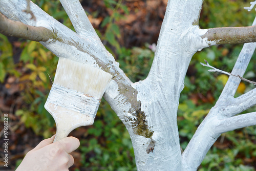 Gardener with paint brush whitewashing fruit tree trunk. Whitewashing covers the trunk of a tree to protect it from sun scald during cold season