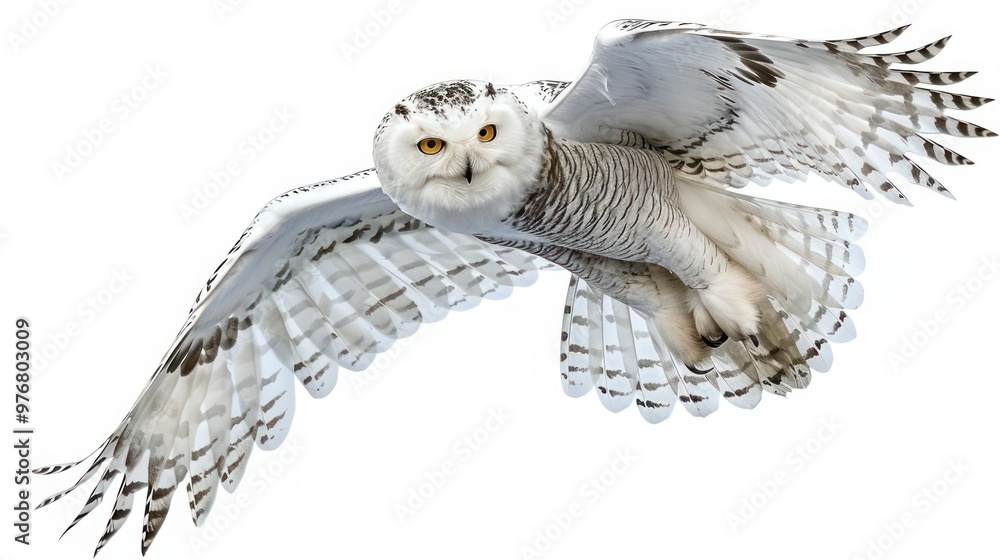 Obraz premium A snowy owl in flight isolated on a transparent background.