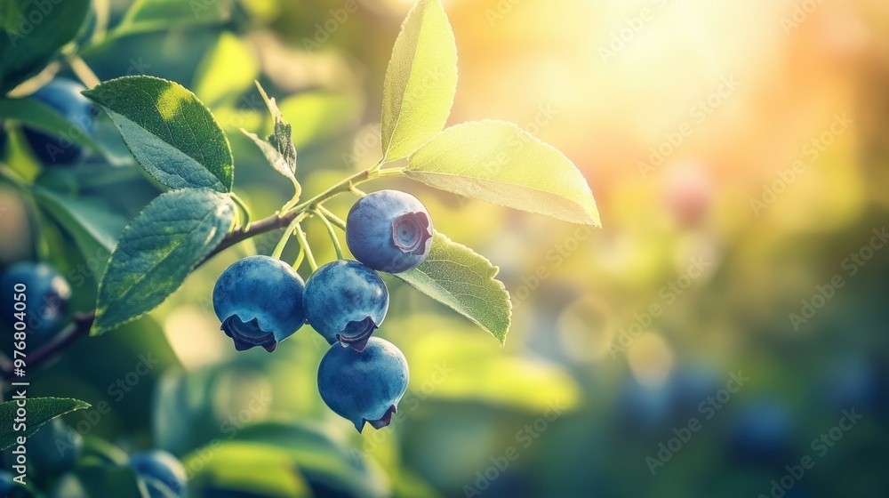 A blueberry bush with ripe berries hanging from the branches, ready for picking, surrounded by lush green leaves under the bright summer sun. A blueberry bush with ripe berries hanging from the branches, ready for picking, surrounded by lush green leaves under the bright summer sun.