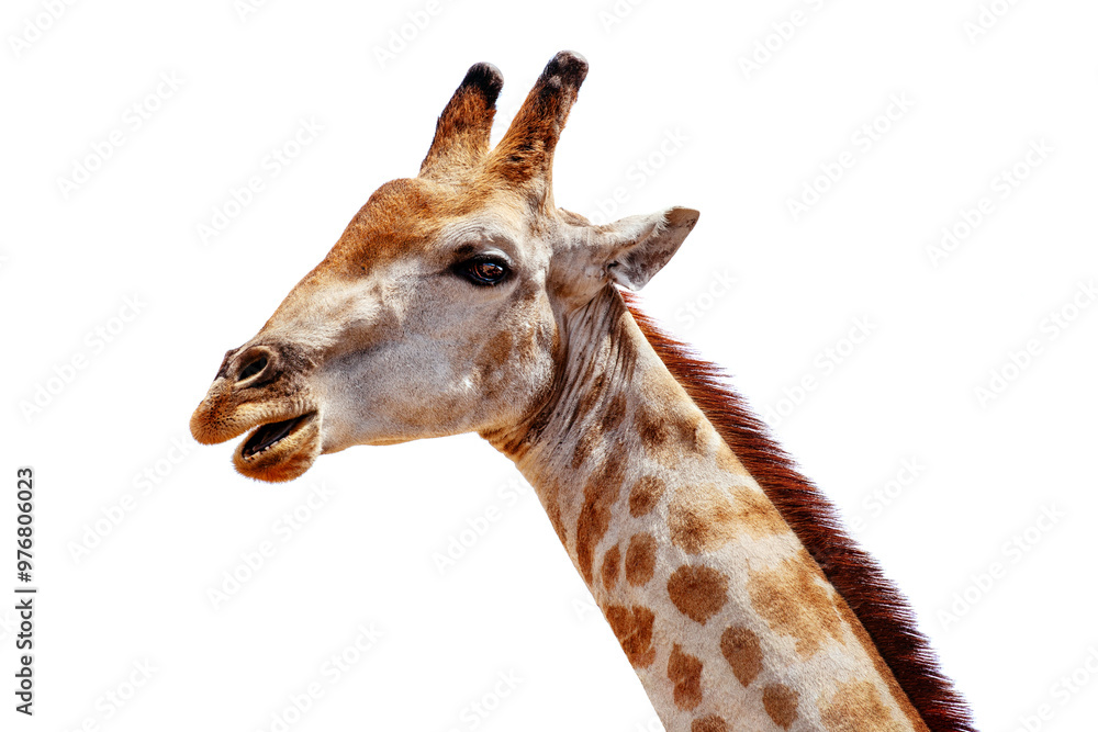Obraz premium Giraffe head long neck silhouette white background isolated closeup, giraffa face side view, African wild animal wallpaper design, Africa wildlife travel, savannah safari, decoration, animal art print