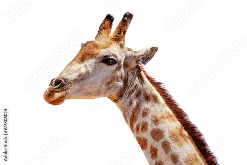 Giraffe head long neck silhouette white background isolated closeup, giraffa face side view, African wild animal wallpaper design, Africa wildlife travel, savannah safari, decoration, animal art print