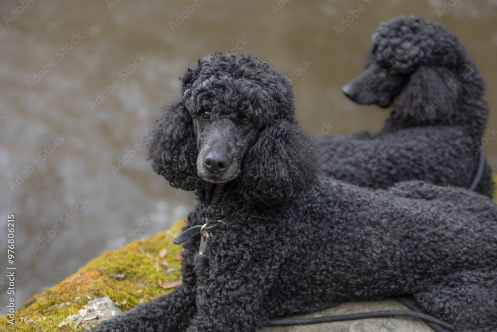 two pretty standard poodles relaxing outside two pretty standard poodles relaxing outside