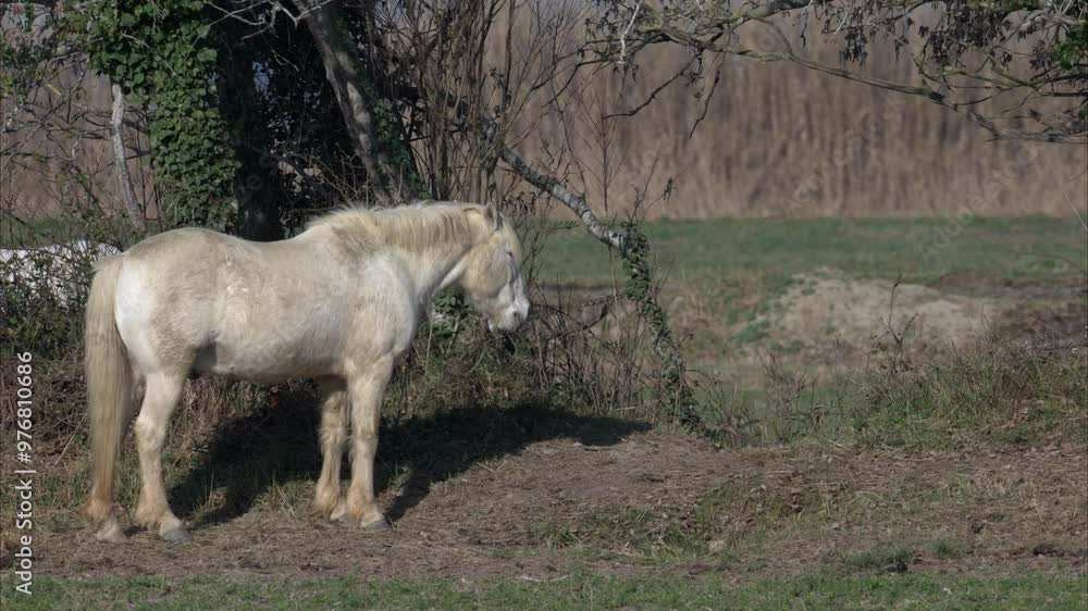 A white horse standing on a pasture in Camargue A white horse standing on a pasture in Camargue