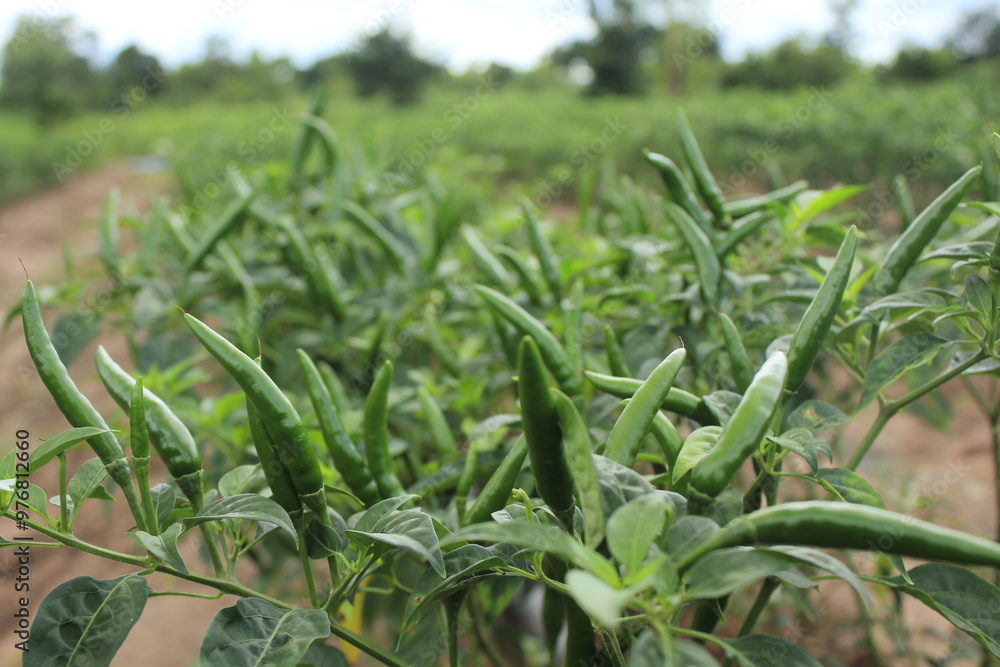The group of green chili hot peppers are ready for harvesting in the filed The group of green chili hot peppers are ready for harvesting in the filed