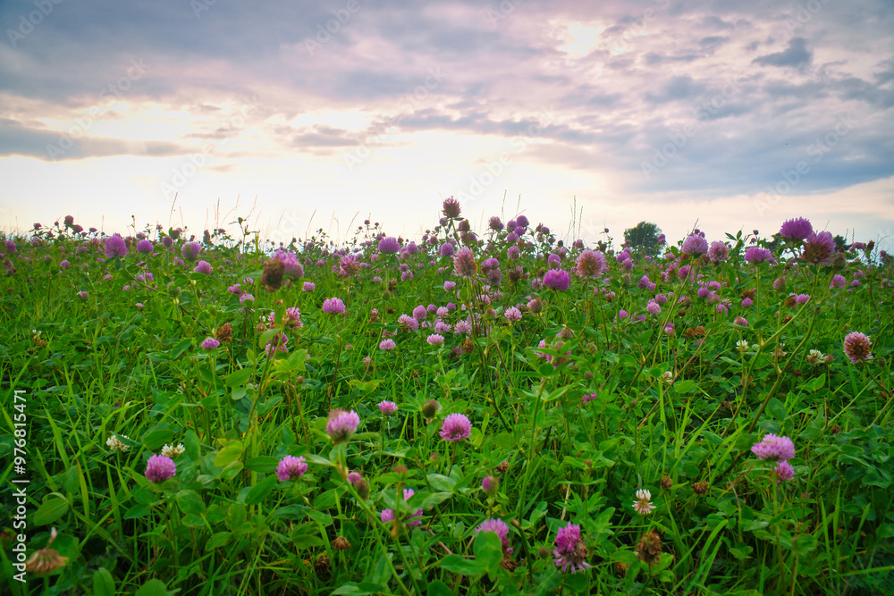 Summer meadow with clover. Pink and white flowers in the green grass. Medicinal plant Summer meadow with clover. Pink and white flowers in the green grass. Medicinal plant