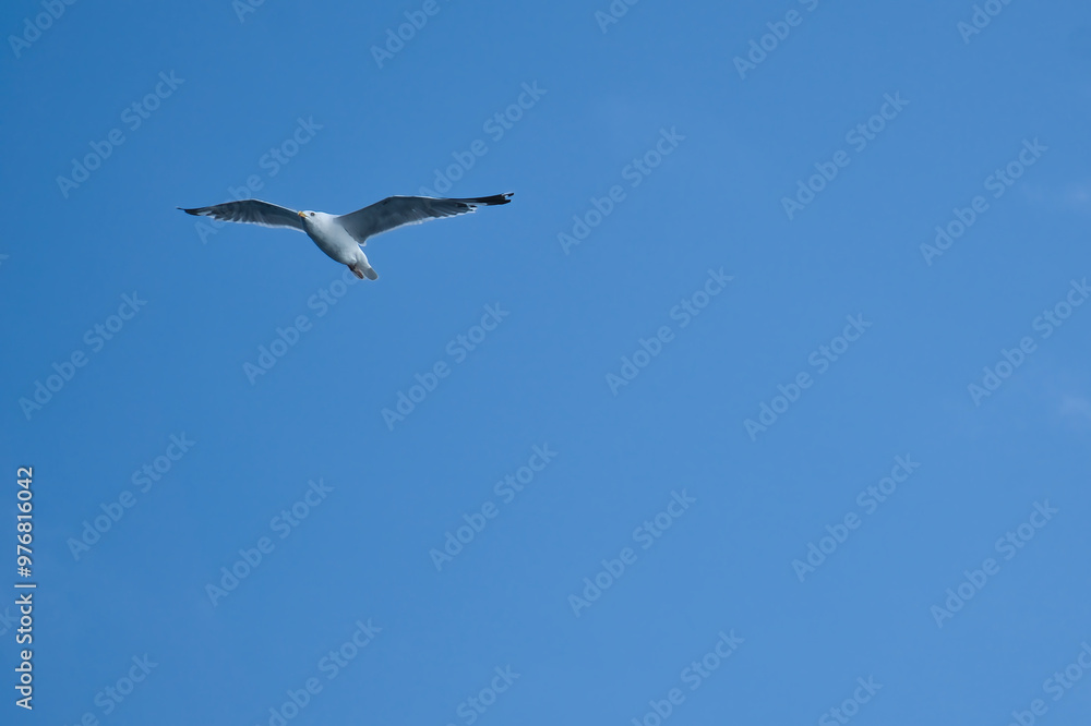 Seagull flying in the sky. White clouds in the background. Bird from the coast. Seagull flying in the sky. White clouds in the background. Bird from the coast.