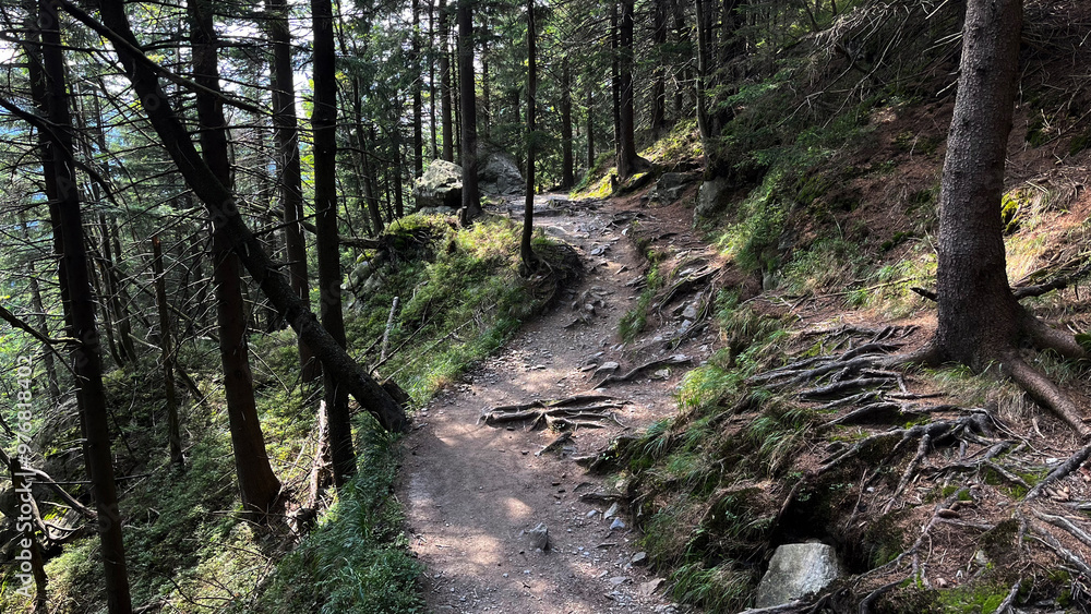 Hiking trail in the mountains of Poland goes through a pine forest. Eastern Sudetes Mountains Hiking trail in the mountains of Poland goes through a pine forest. Eastern Sudetes Mountains