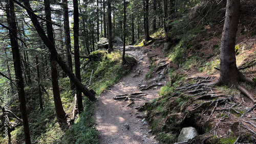 Hiking trail in the mountains of Poland goes through a pine forest. Eastern Sudetes Mountains