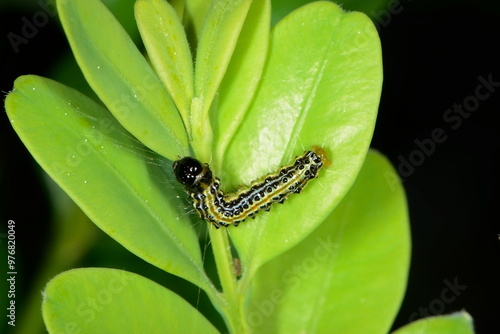 Buchsbaumzünsler,  Cydalima perspectalis photo