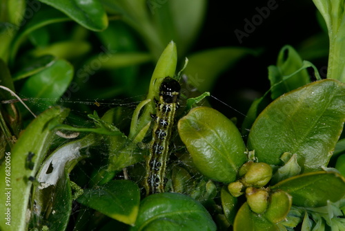 Buchsbaumzünsler,  Cydalima perspectalis photo