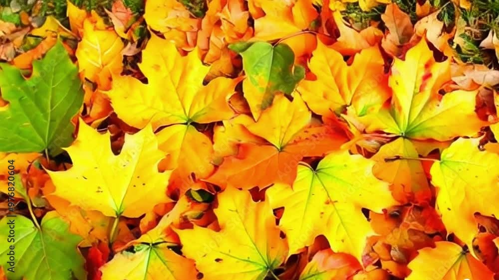 Falling leaves in autumn give a comfortable impression Falling leaves in autumn give a comfortable impression