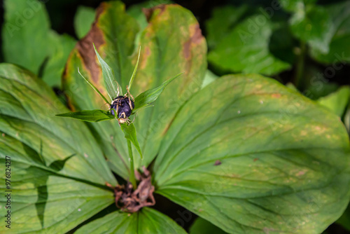 Very poisonous plant Raven's eye four-leaf Paris quadrifolia also known, berry or True Lovers Knot growing in the wild in a forest photo